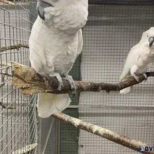 Bonded pair Cockatoos looking for a new home