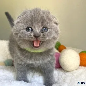 RGGF Scottish Fold Kittens