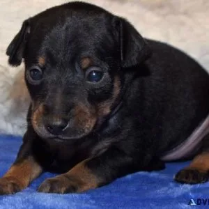 Miniature pincher