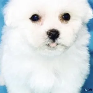 Cutest Havanese Puppies