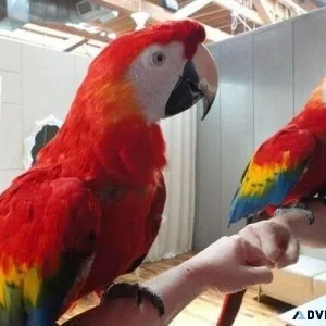 Two beautiful Scarlet Macaws looking for a new home