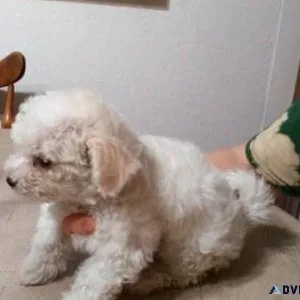 Exeptional Bichon Frise