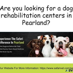 Are you looking for a dog rehabilitation centers in Pearland