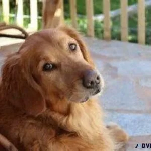 Feed your dog this product and the smelly farts will go away