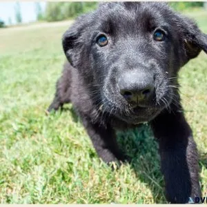 Black German Shepherd for Sale Elegant and Sleek