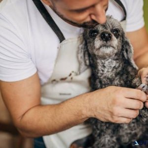 Dog Groomers in Bhubaneswar Dog Baths Haircuts Nail Trimming