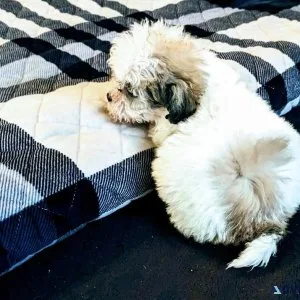 Female Shichon Puppy for Sale(Teddy Bear Puppy)