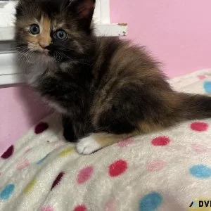 Tortiewhite polydactyl Maine Coon kitten