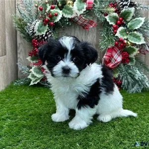 CKC Registered Havanese Puppies