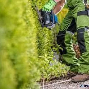 Get Professional Pollarding Services at SG Tree Services
