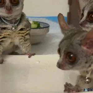 Bushbaby