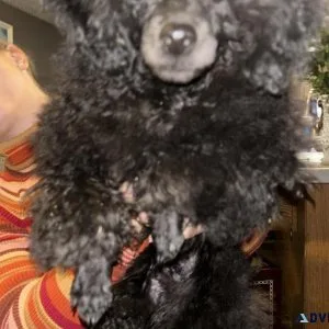 AKC toy Poodle Male Blue