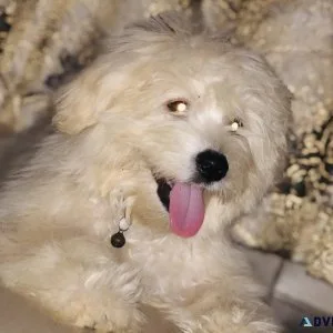 Dog for sale