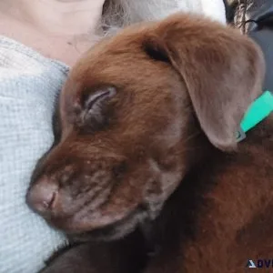 CKC Registered Labrador Puppies