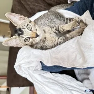 Chausie kitten