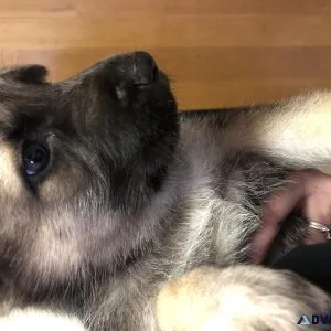 Gerberian Shepsky puppies