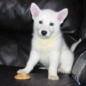 Gorgeous White Shepherd Puppies ready