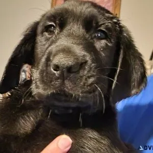 Labrador retriever puppies