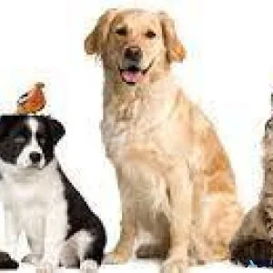 Products That Help Pets