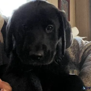 Labrador retriever mix