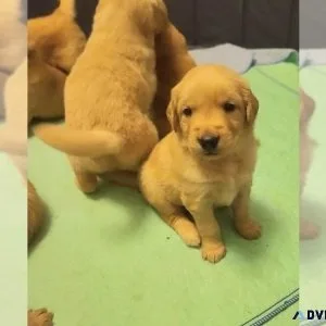 Golden Retriever Puppy