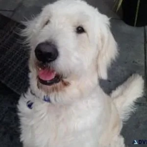 F1B Mini golden doodle puppies