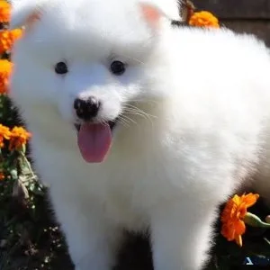 Beautiful American Eskimo Puppies