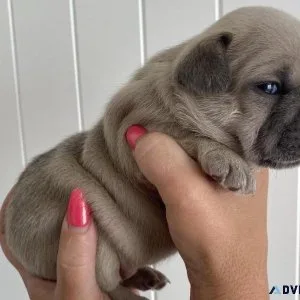 French Bulldog Puppies