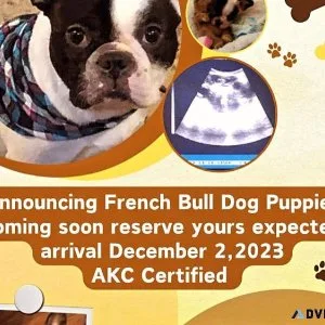 French bulldogs