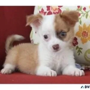 Adorables Chihuahua Puppies