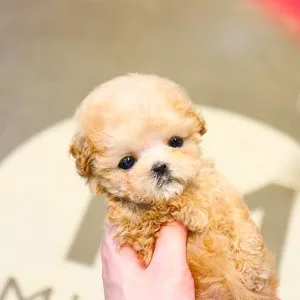 Xmas toy, miniature poodle puppies