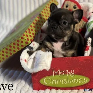 French Bulldog Puppies