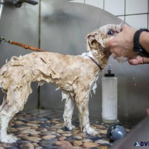 Dog Groomers in Ghaziabad Dog Baths Haircuts Nail Trimming