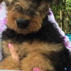 AKC AIREDALE PUPPIES