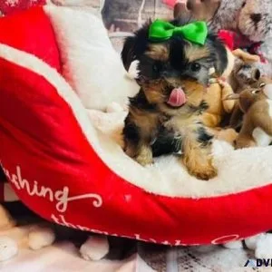 teacup yorkie puppies