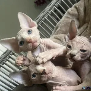 SPHYNX kittens for sale