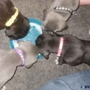 Beautiful litter of Great Dane Puppies