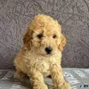 Irresistible Tiny Toy Poodles
