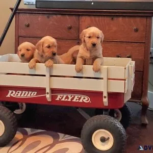 Golden Retriever Puppies