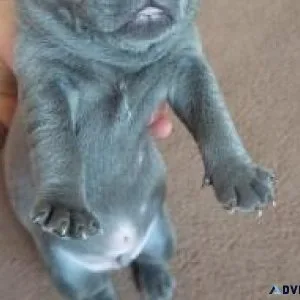 Quality Blue Staffordshire Bull Terrier puppies