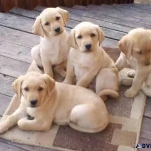 DOG ADS