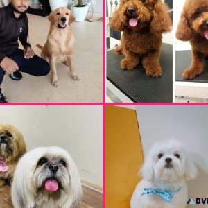 Expert Dog Grooming Service at Home - Pet Hair Set