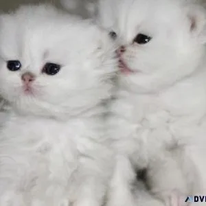 Persian kittens