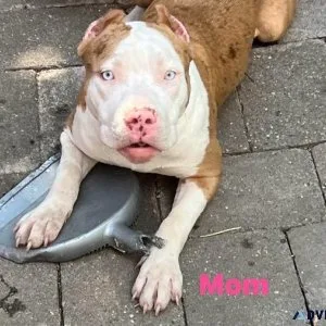 American Bully Puppy
