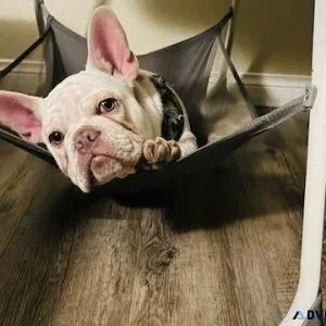 Frenchie