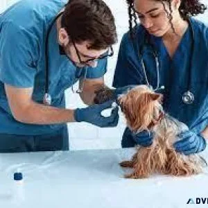 Sector 137 s Vet Land Pet Clinic Offers Expert Veterinary Care