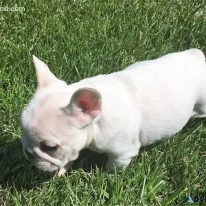 Outstanding French Bulldog Puppies