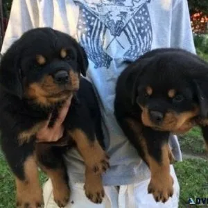Male and female Rottweiler Puppies ready