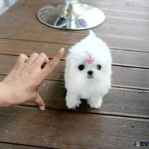 Teacup Maltese puppies
