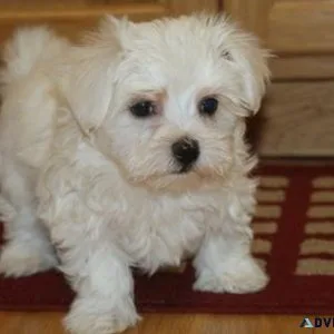 Very Pure White Tcup Maltese Puppies